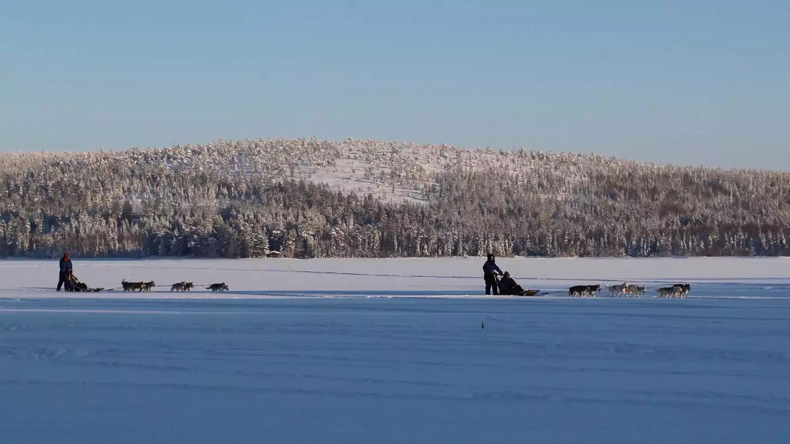 Huskysafari door de besneeuwde bossen