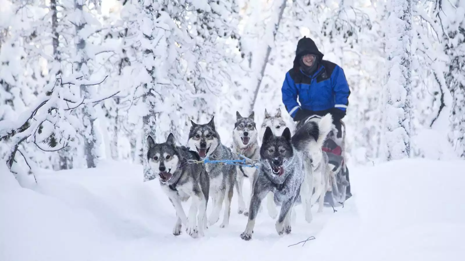 Huskysafari