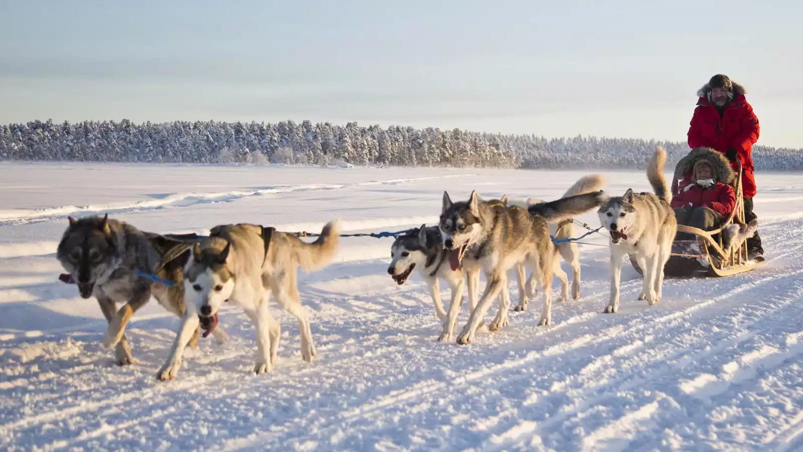 Op pad met de husky's