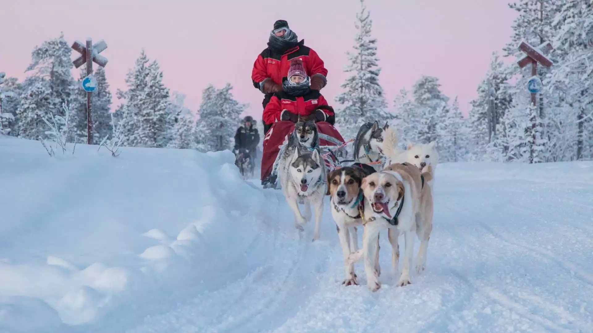 Bezoek aan de huskyfarm en huskysafari