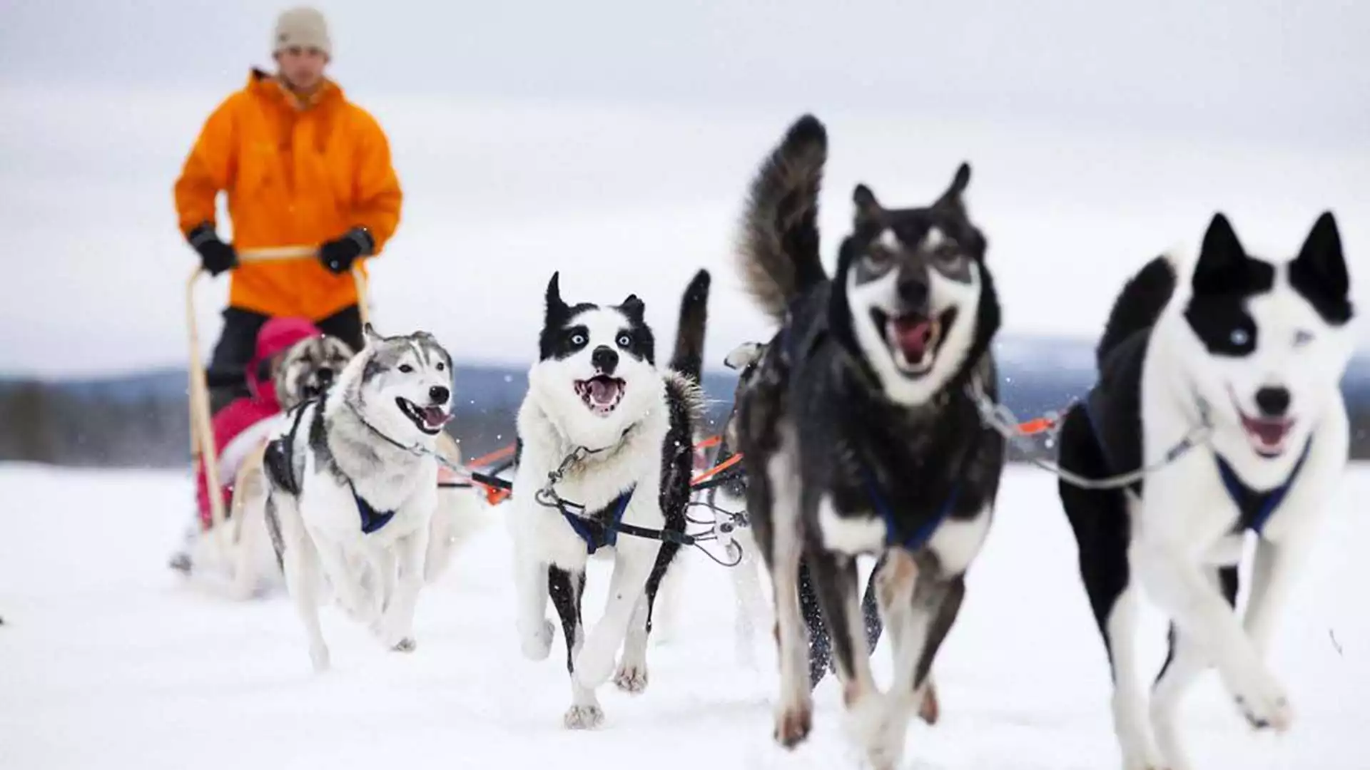 Prachtige lange huskytocht