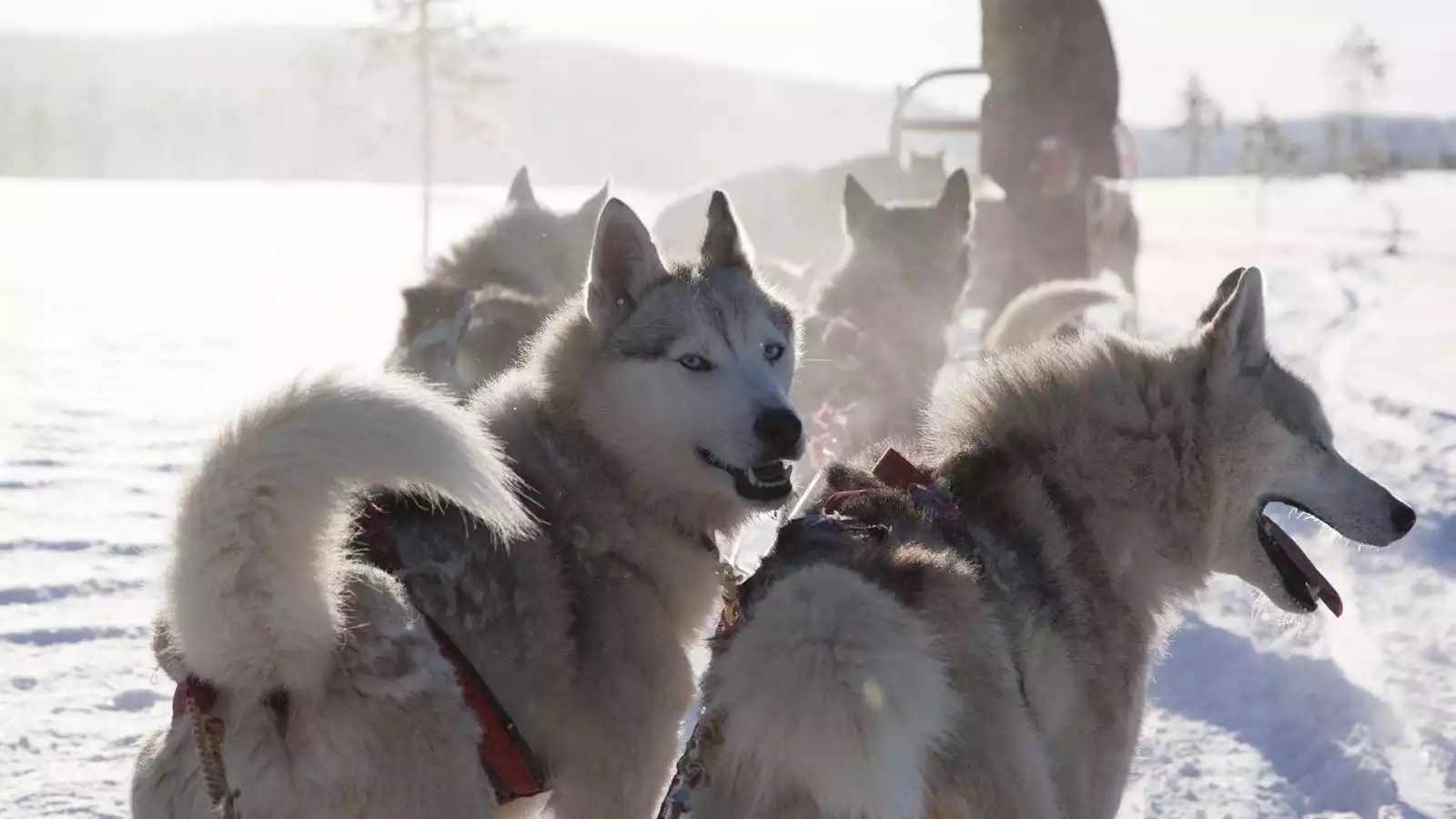 Sneeuwscooteren naar de rendierfarm en naar de huskyfarm