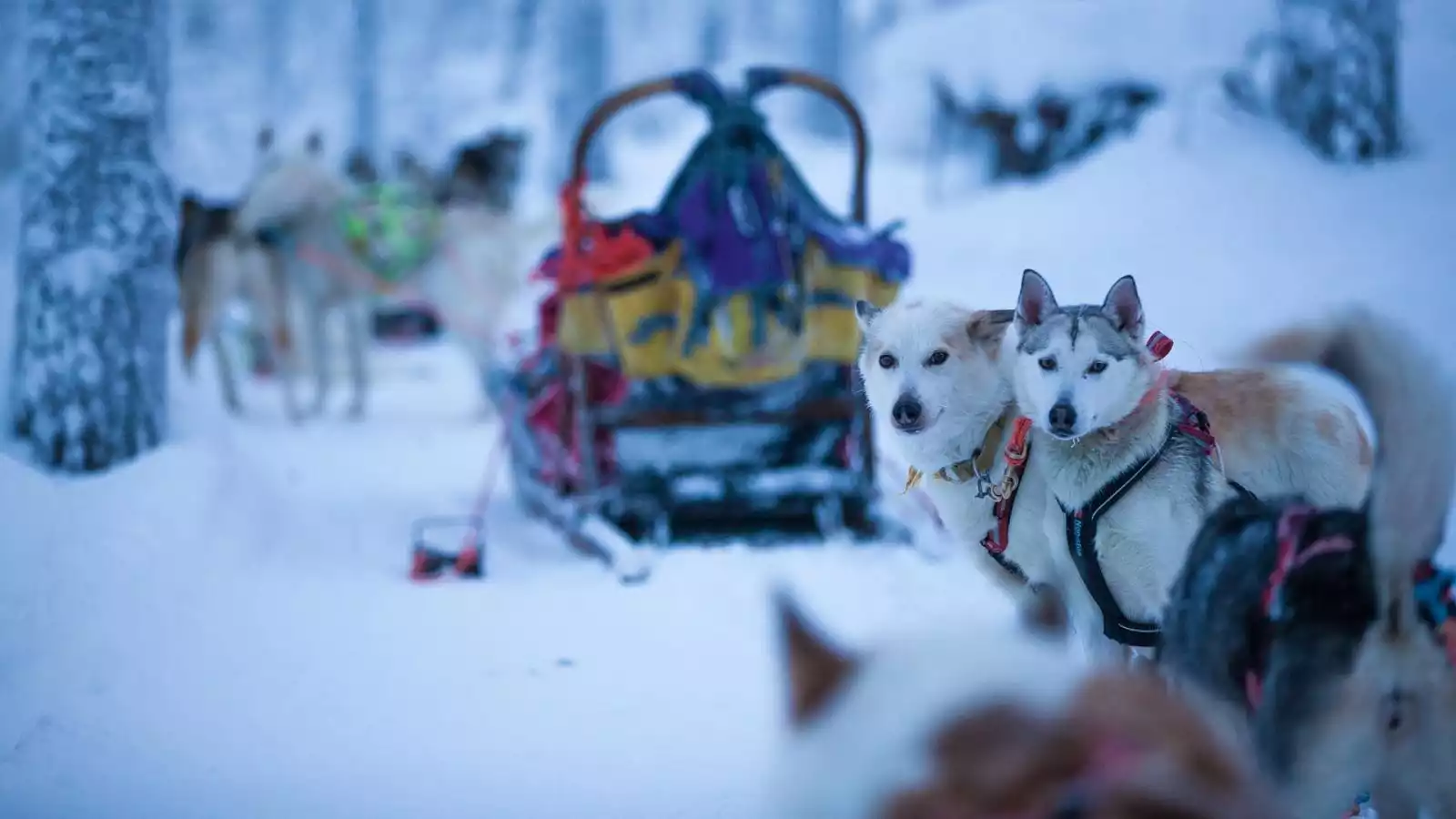 Husky avontuur en diner bij open vuur