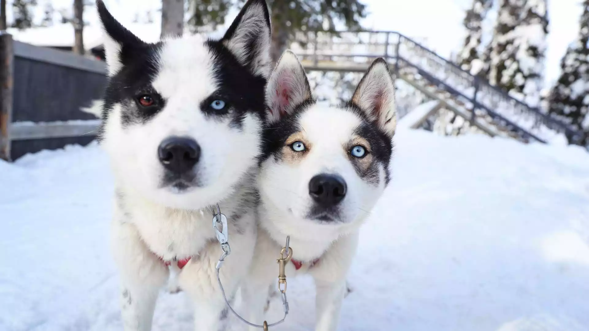 Husky’s