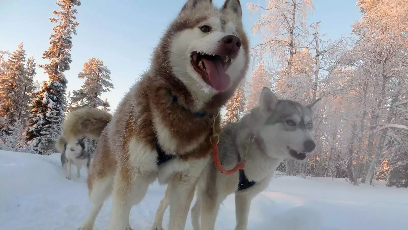 Prachtige lange huskytocht