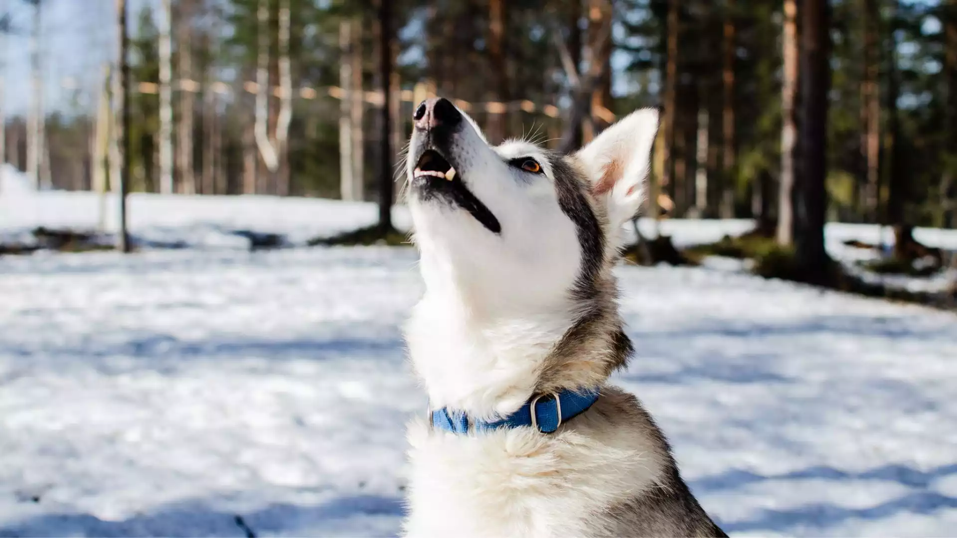 Avontuur met de husky’s