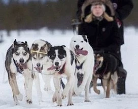 kiruna-bos-in-met-huskys