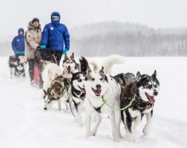 huskysafari-kiruna