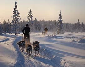 yllas-huskysafari-5km