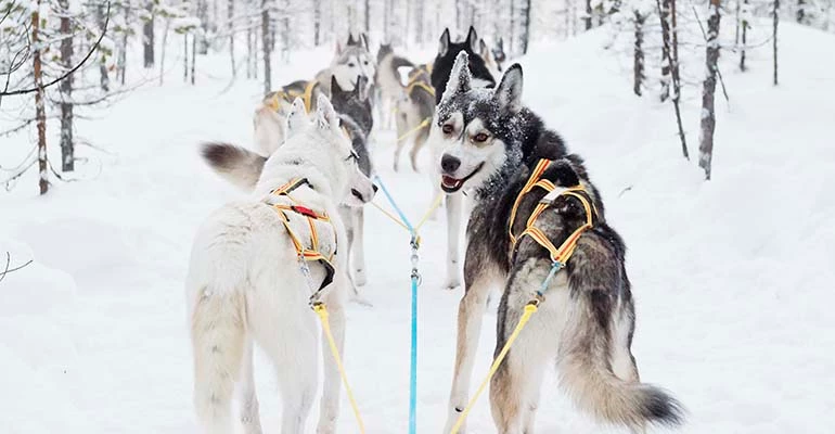 husky's in Lapland